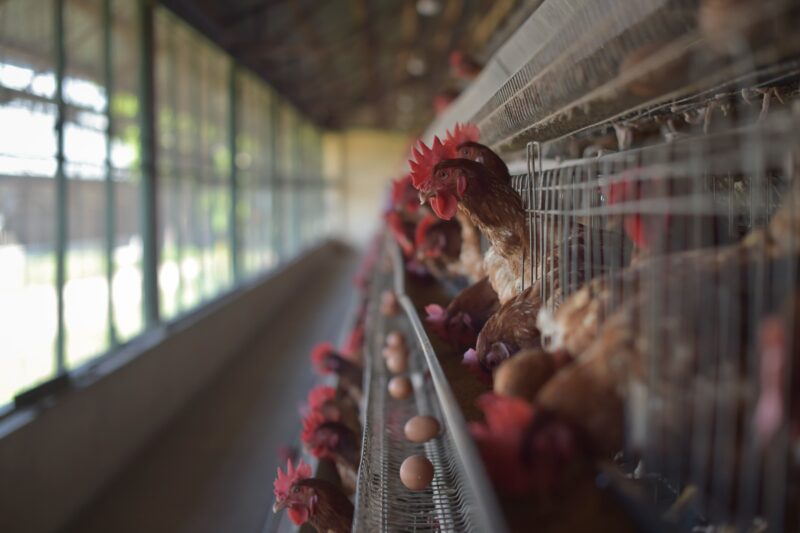 Digestibilidade influencia produtividade e qualidade dos ovos em granjas de postura, alerta especialista