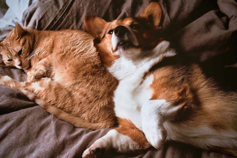 Alimentação equilibrada é essencial para a saúde e longevidade de cães e gatos, destaca especialista