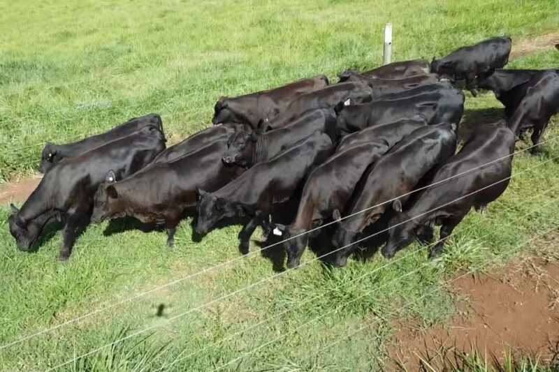 Senangus surge como aposta para ampliar a produção de carne bovina premium no Brasil