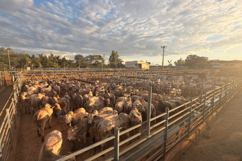 Barra do Garças lidera Circuito Nelore 2026 com etapa recorde de mais de 3 mil animais avaliados