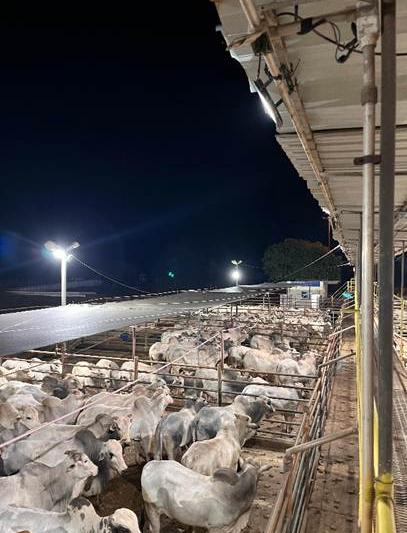 Nova Andradina recebe etapa do Circuito Nelore com avaliação de 500 animais nesta sexta