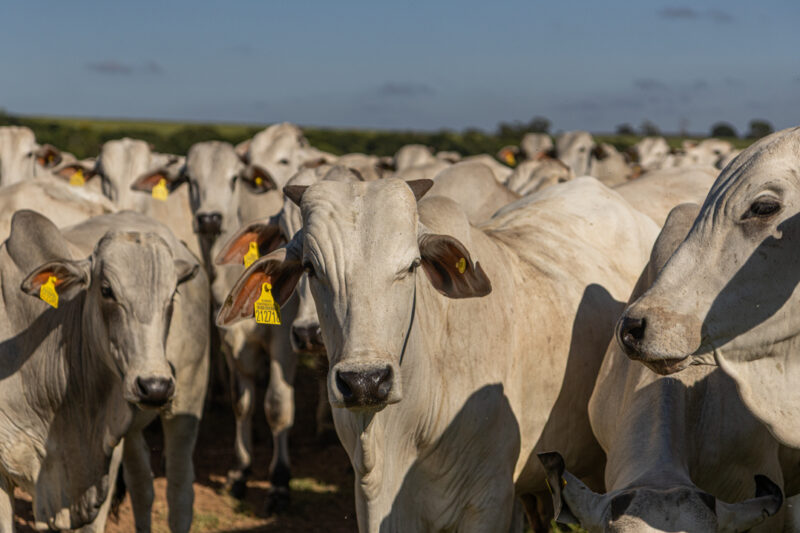 Nutrição estratégica ganha destaque na recria durante evento em Ariquemes
