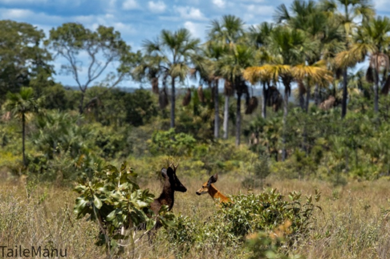 Onçafari registra primeiros casos de melanismo em cervos-do-pantanal