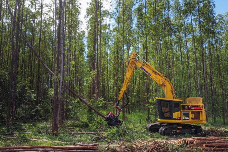 Suzano abre 77 vagas temporárias para trabalhar em quatro cidades de Mato Grosso do Sul
