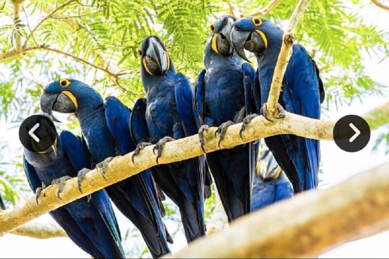Arara-azul volta à lista de espécies ameaçadas e ganha novo bosque no Pantanal