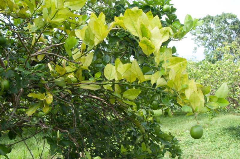 Greening ameaça oferta de limão e exige atenção redobrada aos pomares