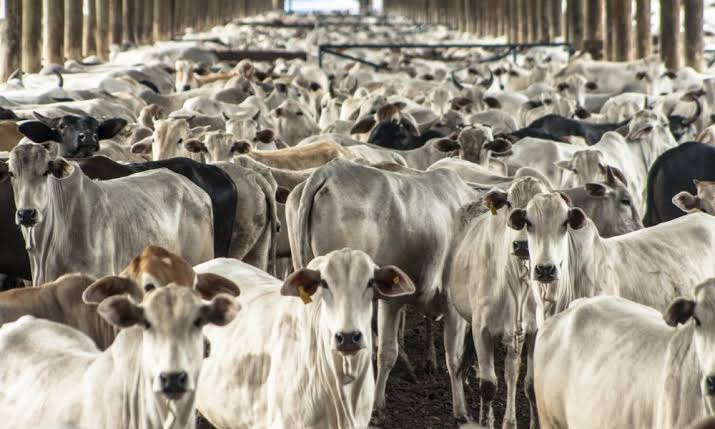Expansão da pecuária brasileira reforça importância da rastreabilidade