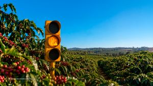 El Niño coloca cafeicultura brasileira em alerta para a safra 2026/27
