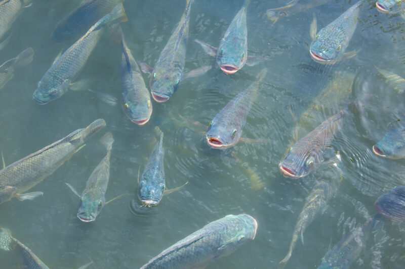 Saúde do fígado dos peixes é essencial para produtividade na piscicultura