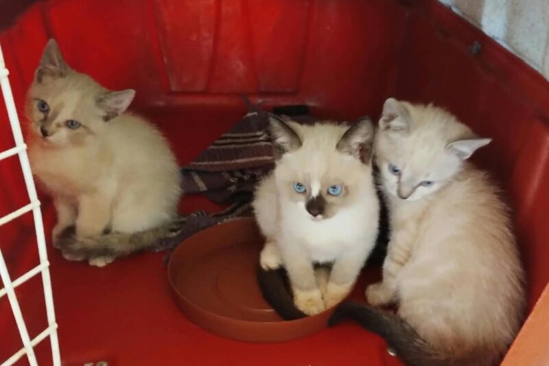 Feira da Amicats terá 14 gatos para adoção nesta sexta-feira em Campo Grande