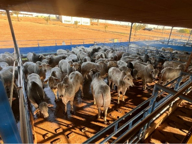 Lins recebe etapa do Circuito Nelore de Qualidade com avaliação de 1.150 animais