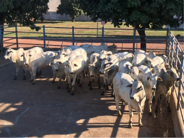 Gurupi recebe etapa do Circuito Nelore de Qualidade com avaliação de 500 animais