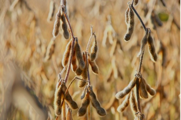 Safra de soja com margens pressionadas torna proteção da área agrícola ainda mais estratégica