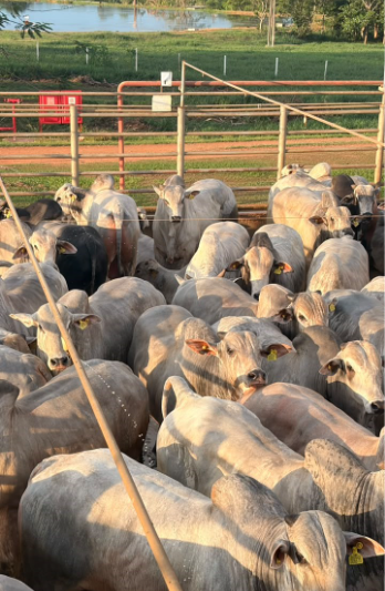 Circuito Nelore de Qualidade avalia 799 animais em Alta Floresta (MT)